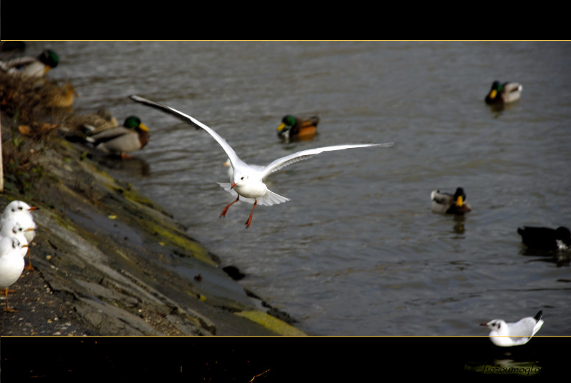 Im Landeanflug vor der Besucherterrasse :-)