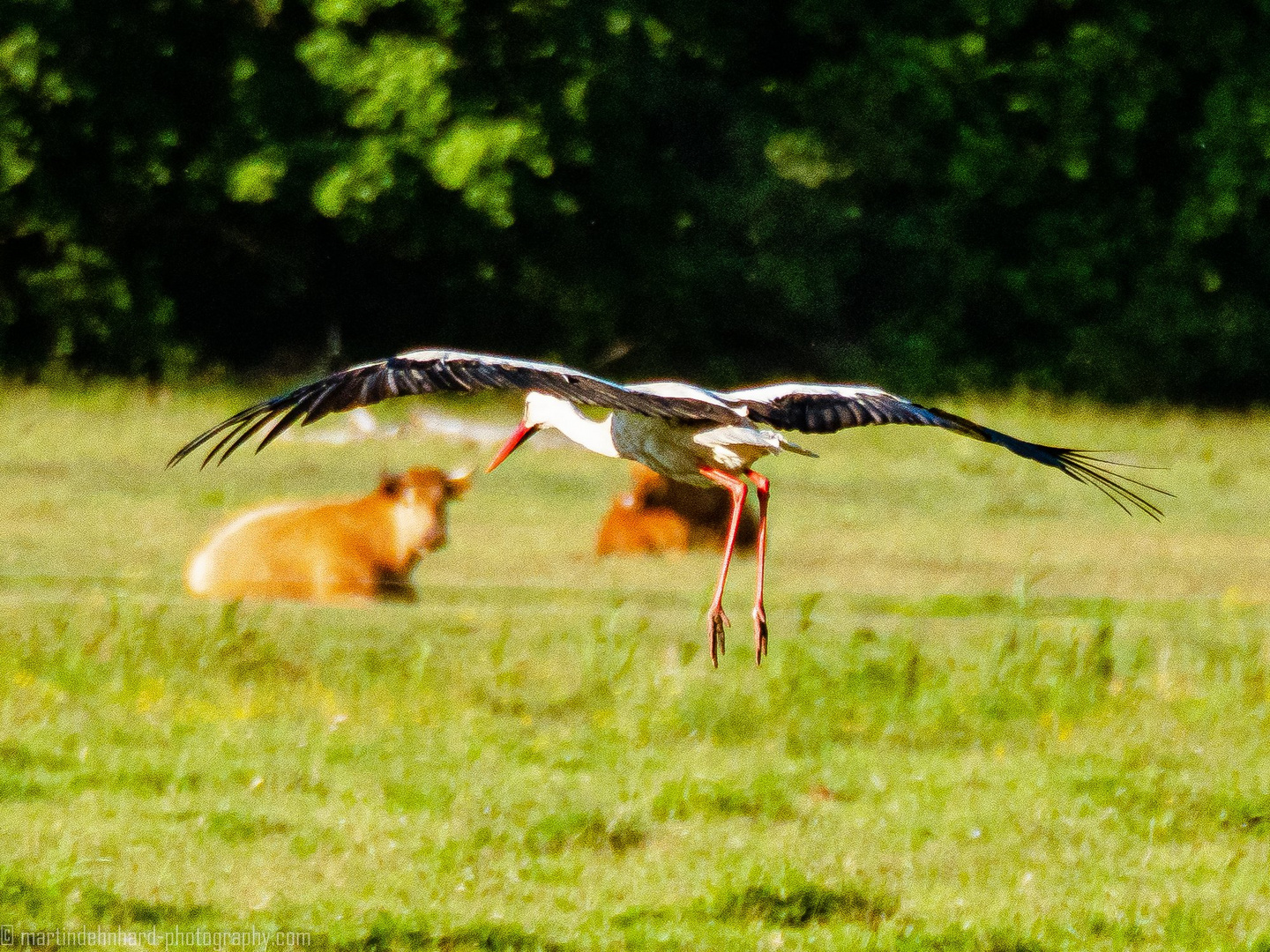 Im Landeanflug2