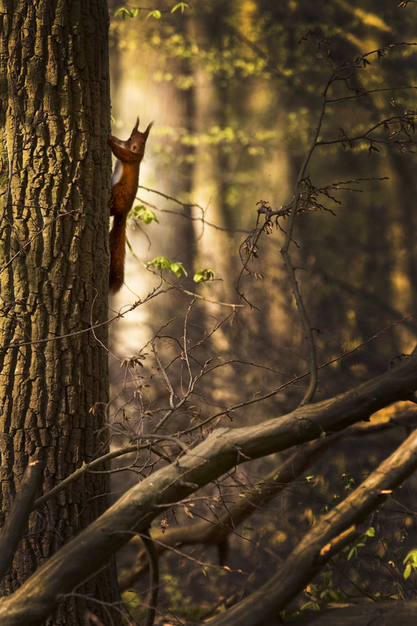 Im Landringhäuser Wald...