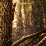 Im Landringhäuser Wald...