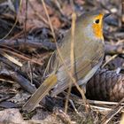 Im Laub am Waldboden