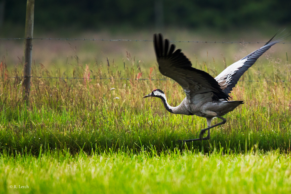 Im Laufschritt zum take-off