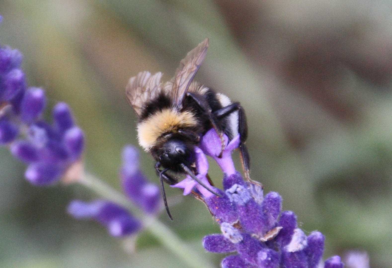 Im Lavendel 1