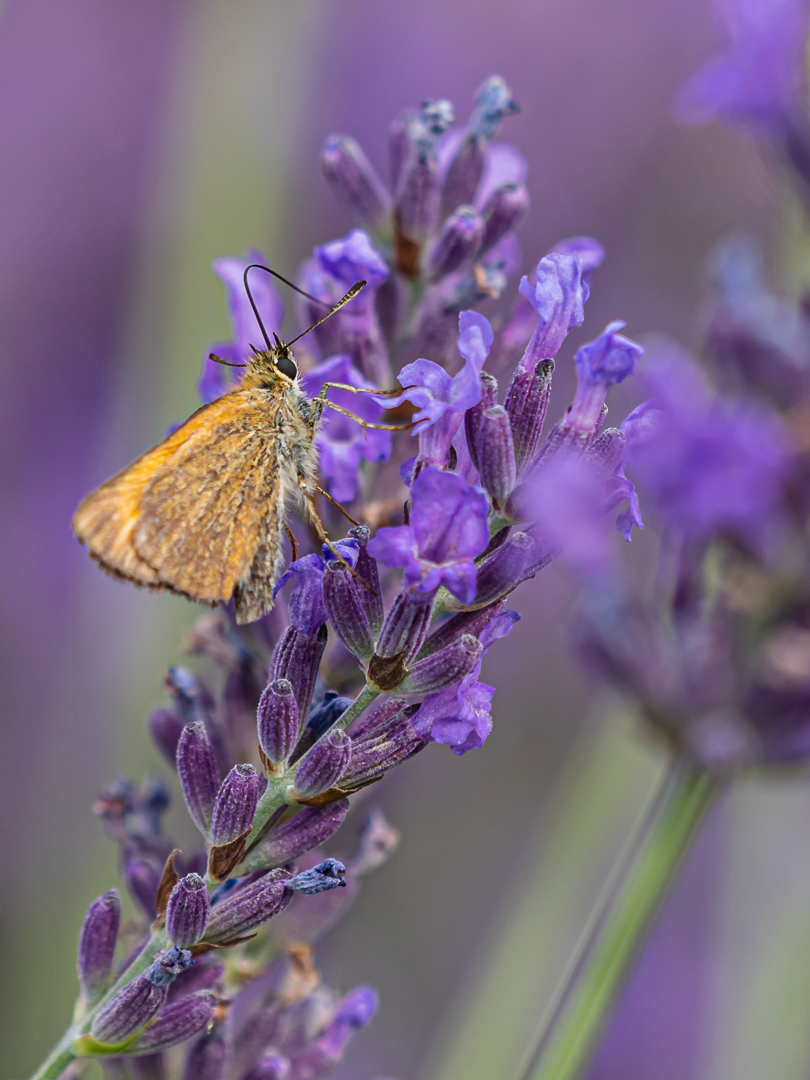 Im Lavendel (1)