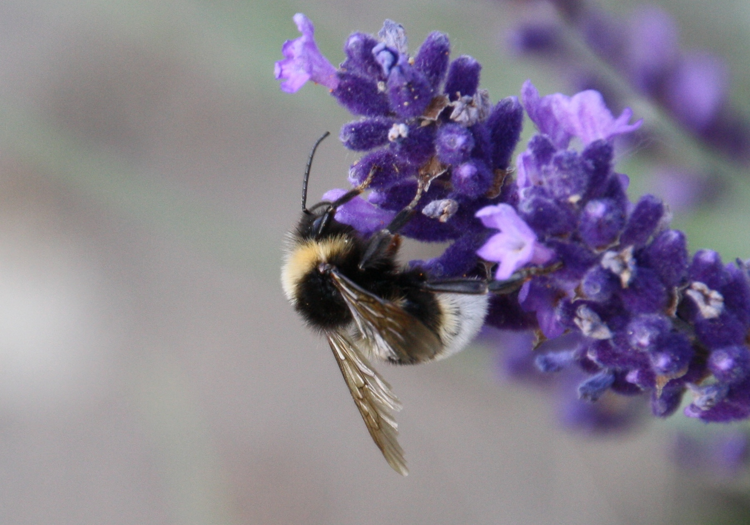 Im Lavendel 2