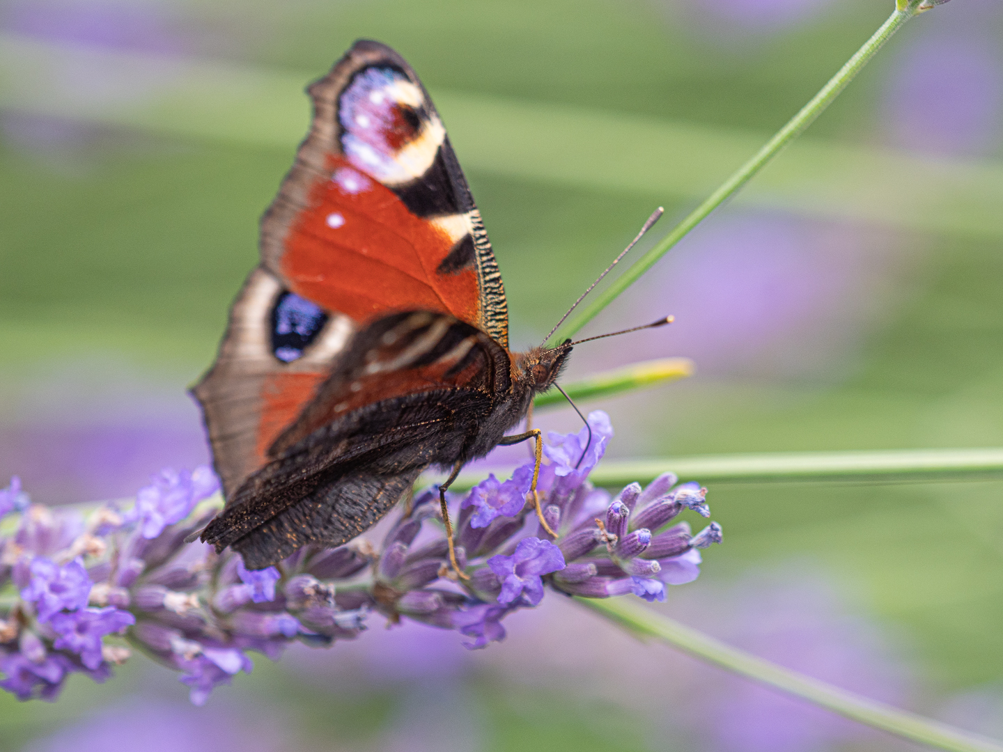 Im Lavendel (2)