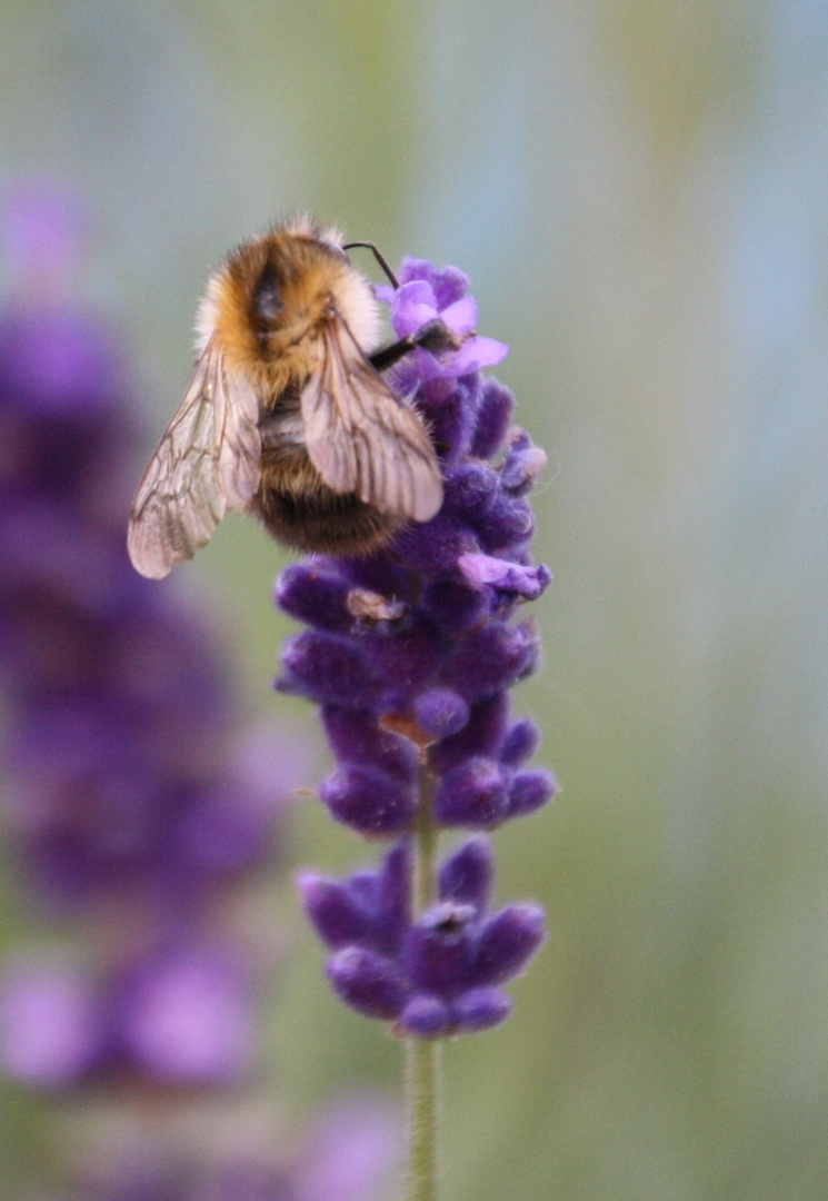 Im Lavendel 3