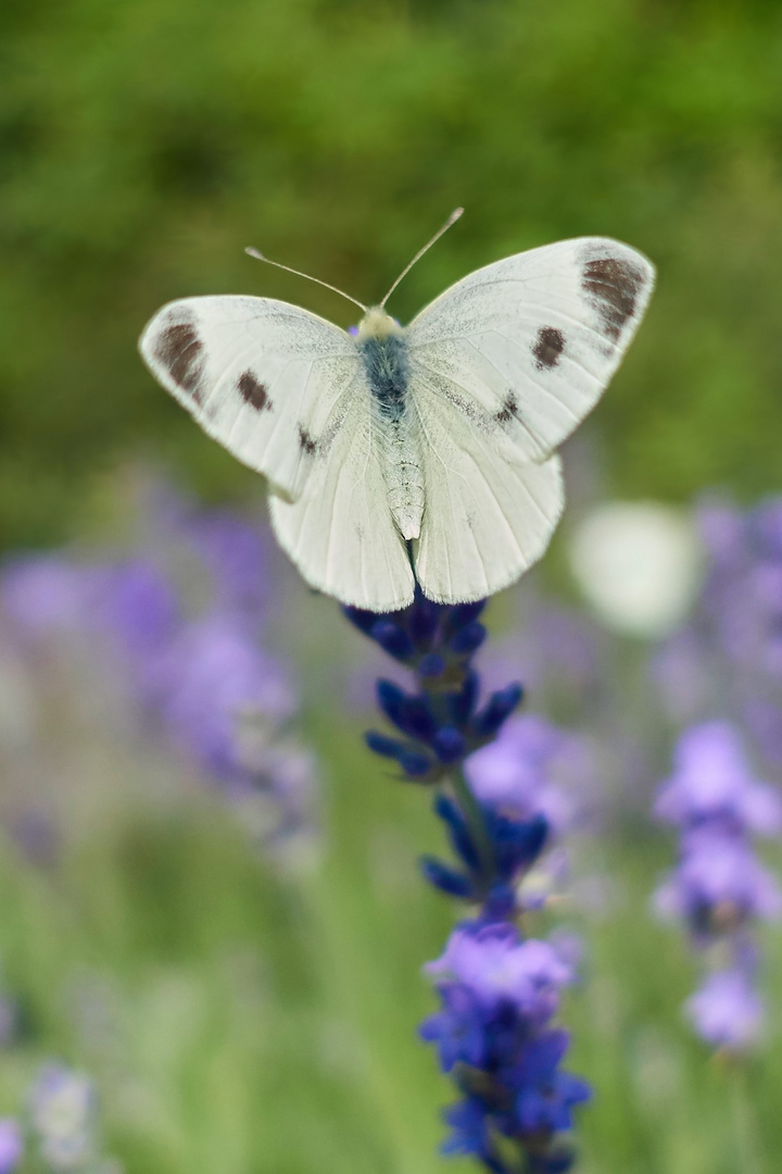 Im Lavendel