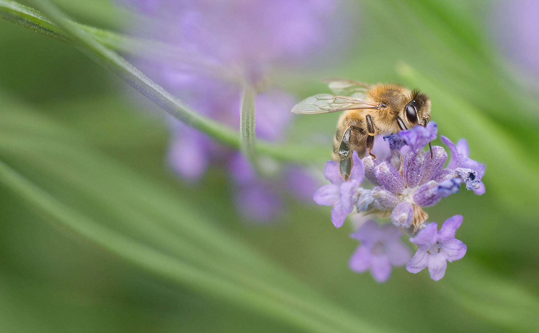 im Lavendel