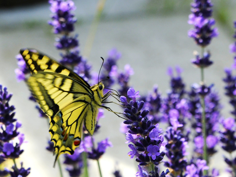 Im Lavendel