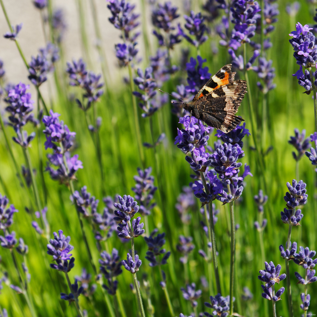 Im Lavendel …