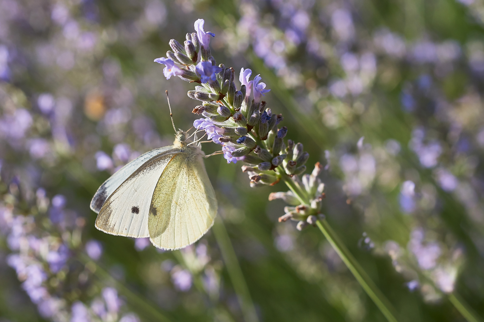 Im Lavendel