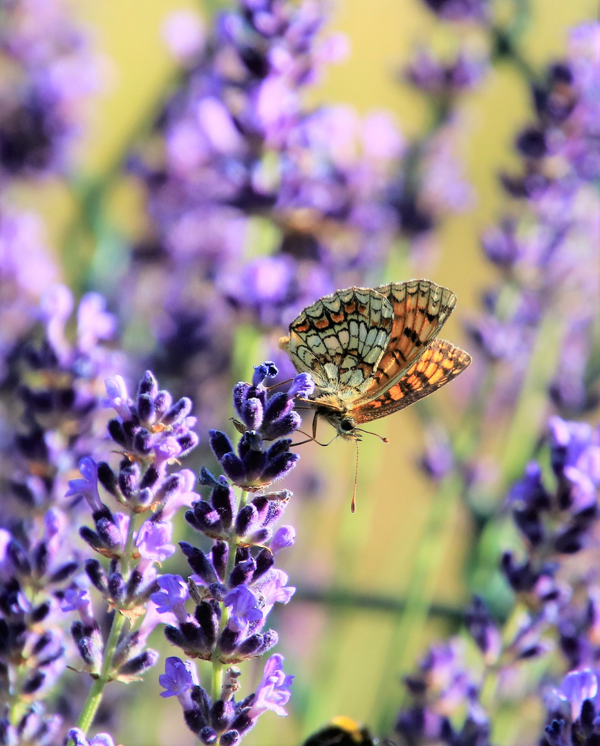 Im Lavendel