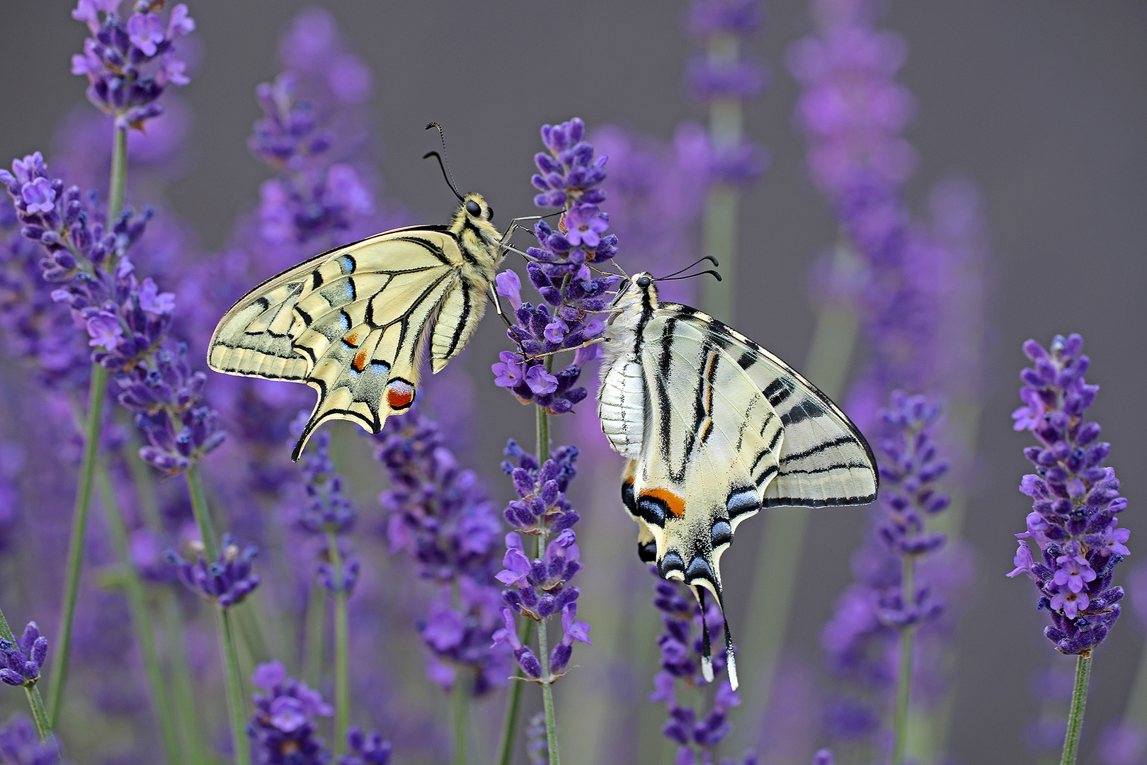 Im Lavendel ...