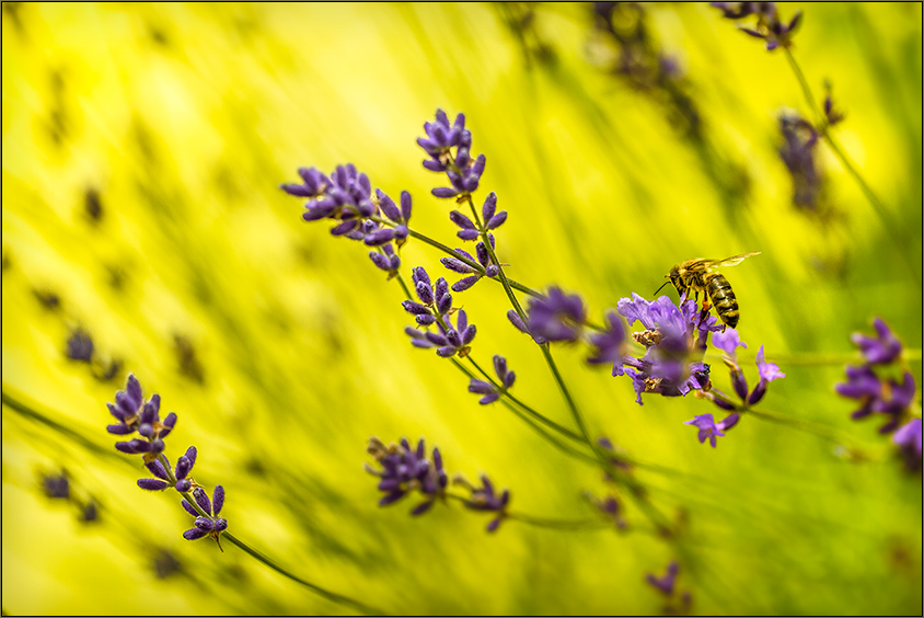 im Lavendel