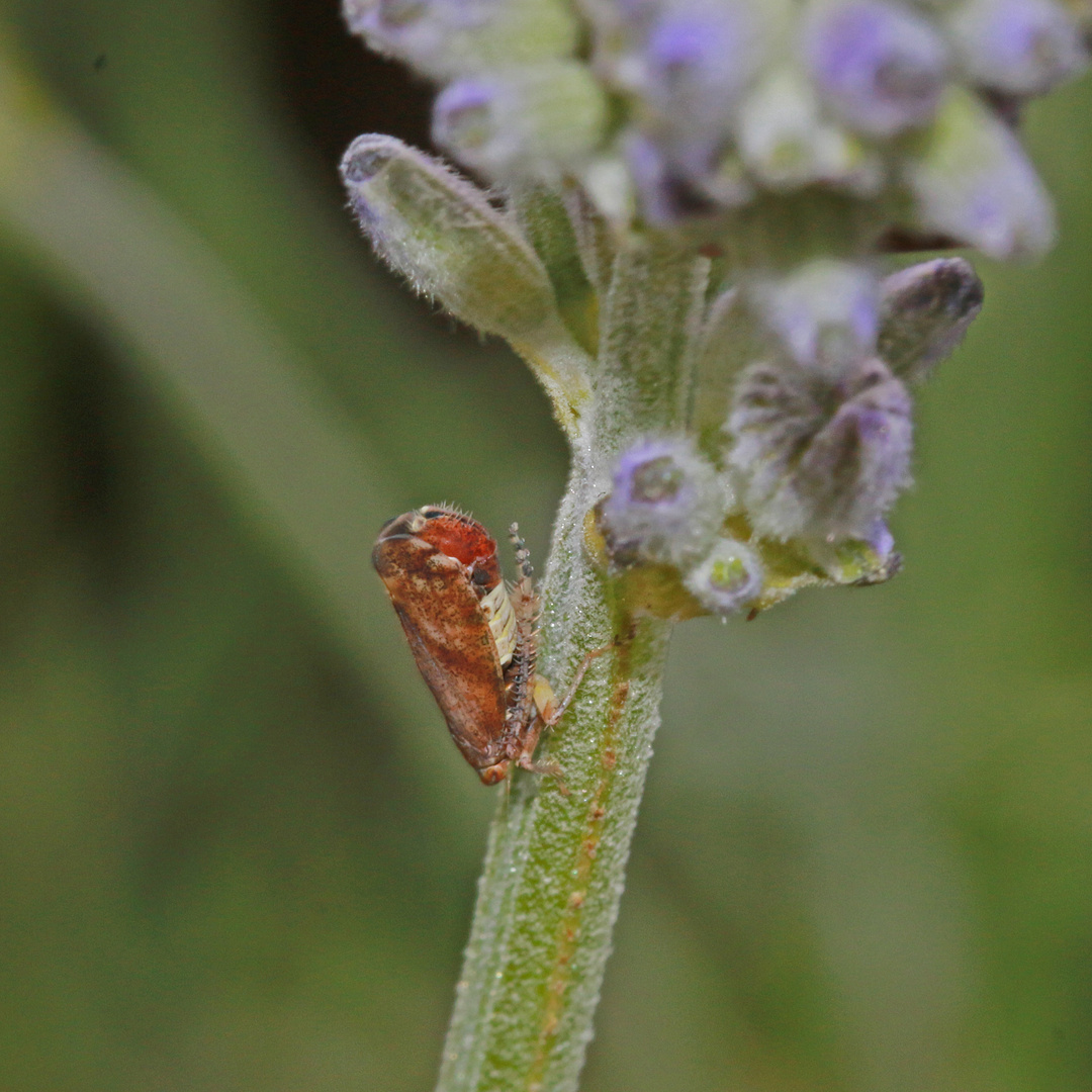 Im Lavendel