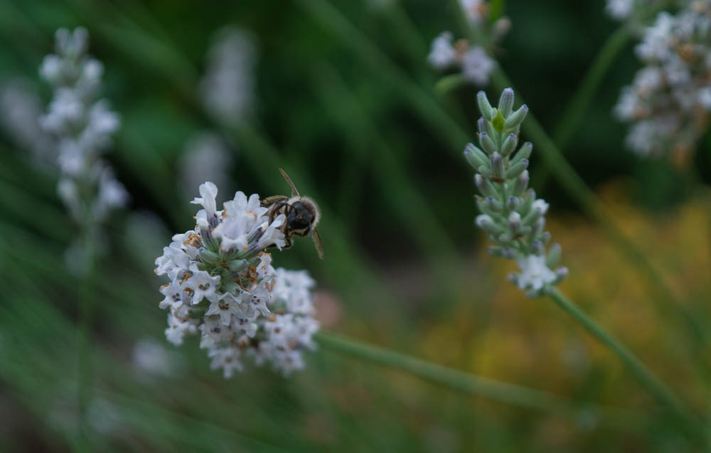 im Lavendel