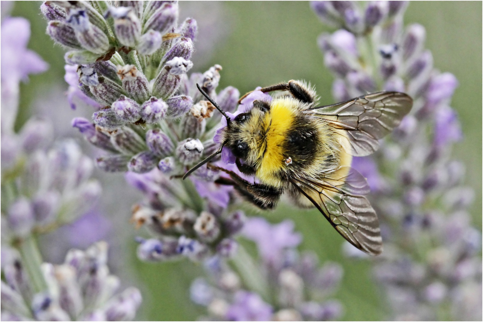 im Lavendel