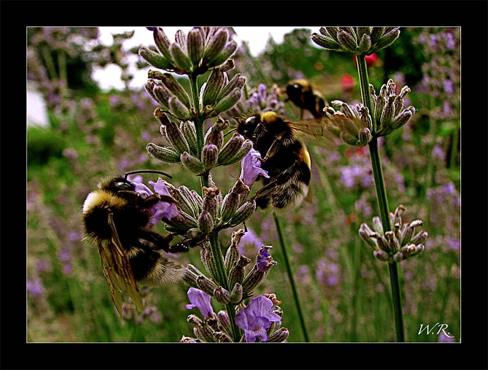 Im Lavendel brummtzzzzzzzzzz.........