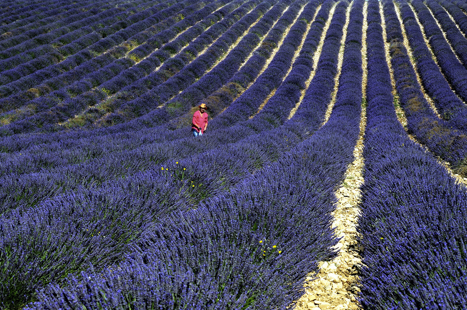 Im Lavendel