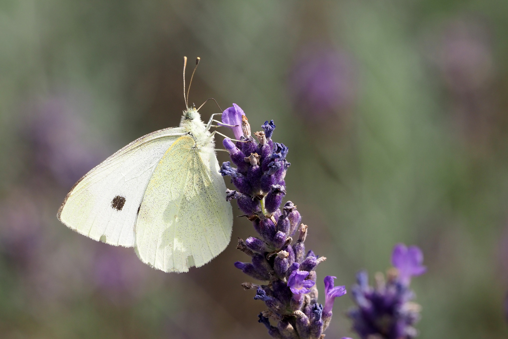 im lavendel