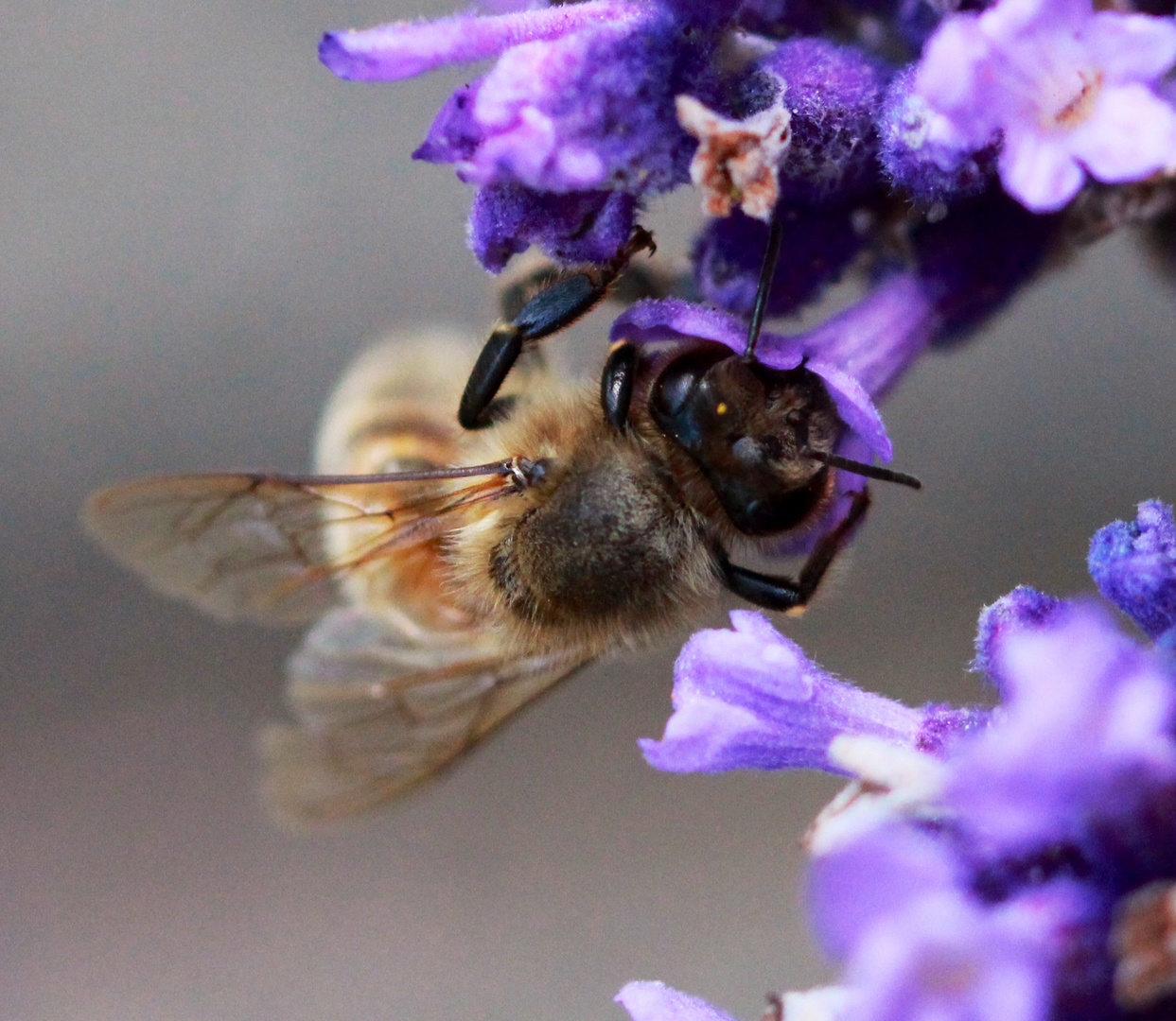 Im Lavendel