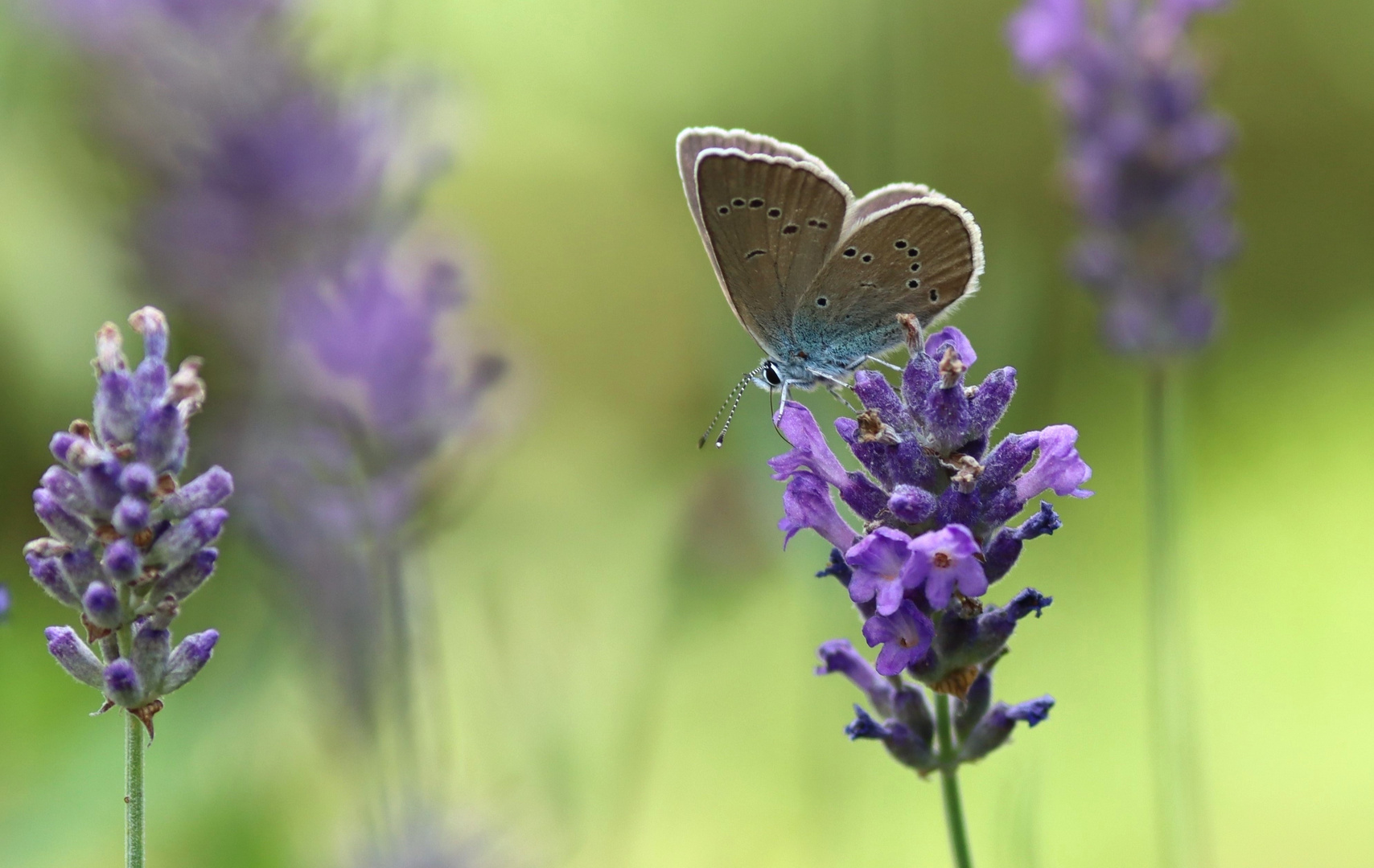 im Lavendel