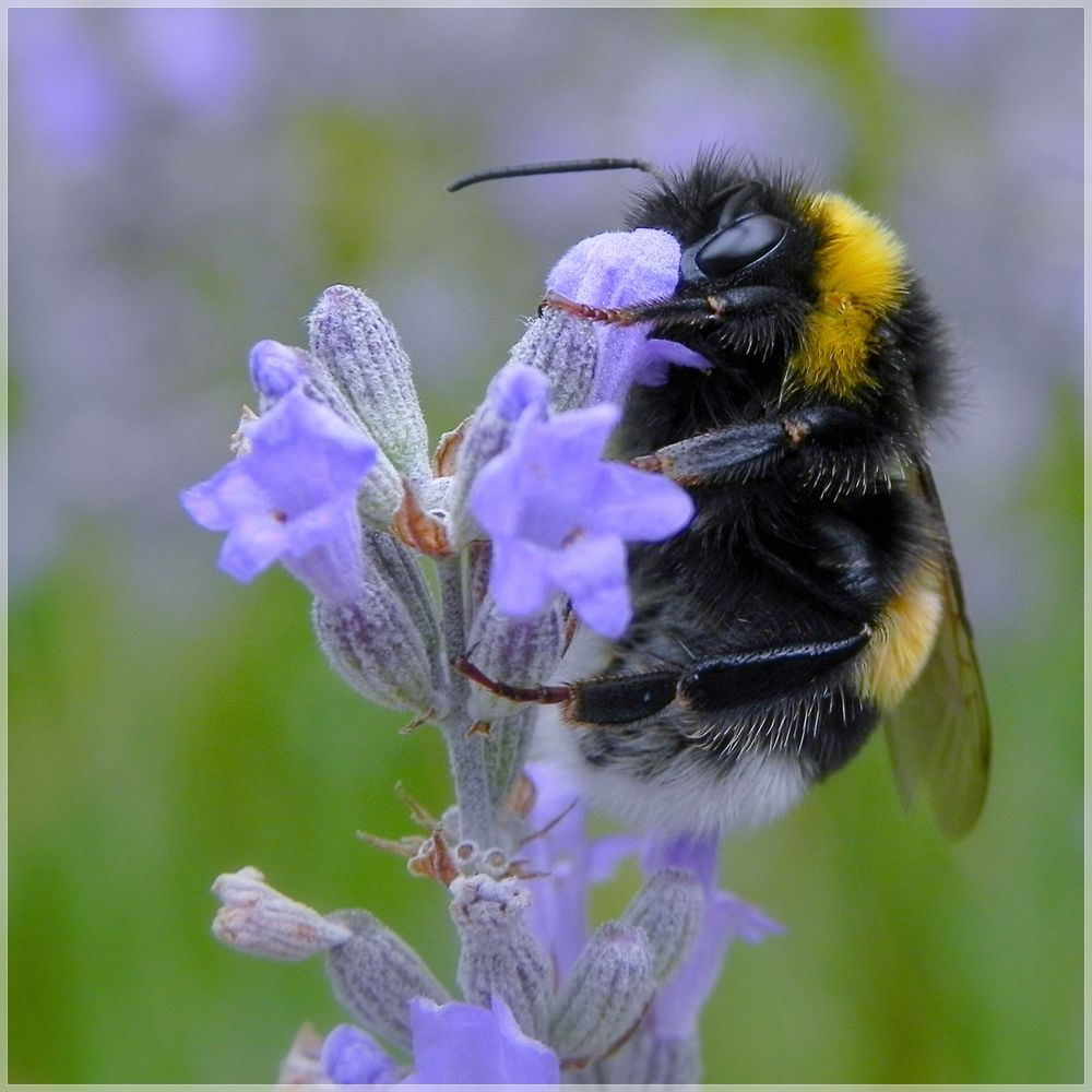 Im Lavendel 