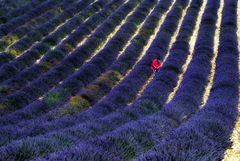 Im Lavendel II