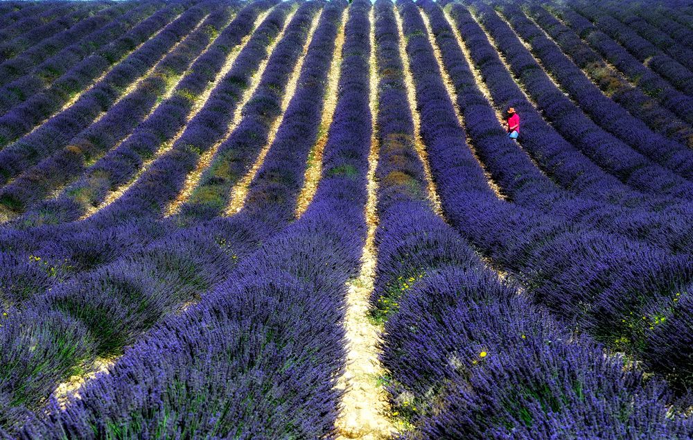 Im Lavendel IV