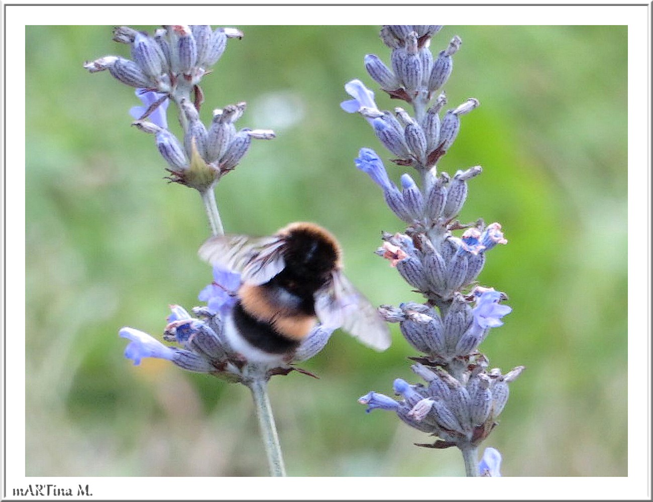 Im Lavendel (mit Gedicht)