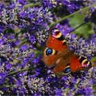 Im LAVENDEL-Paradies