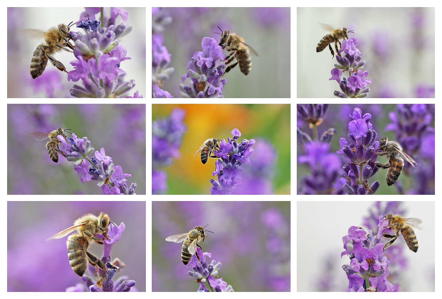 im Lavendel-Paradies