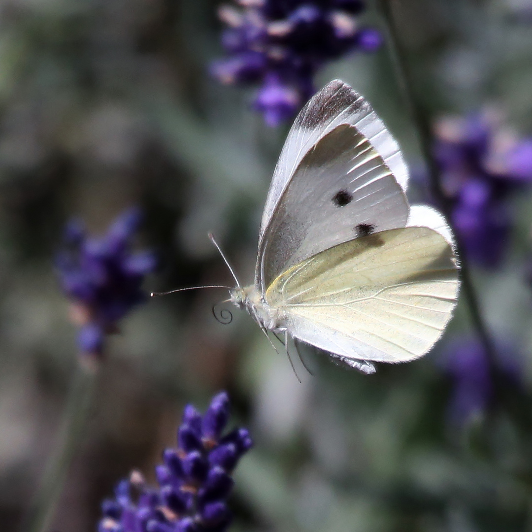 Im Lavendel Rausch