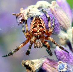 ...im Lavendel versteckt