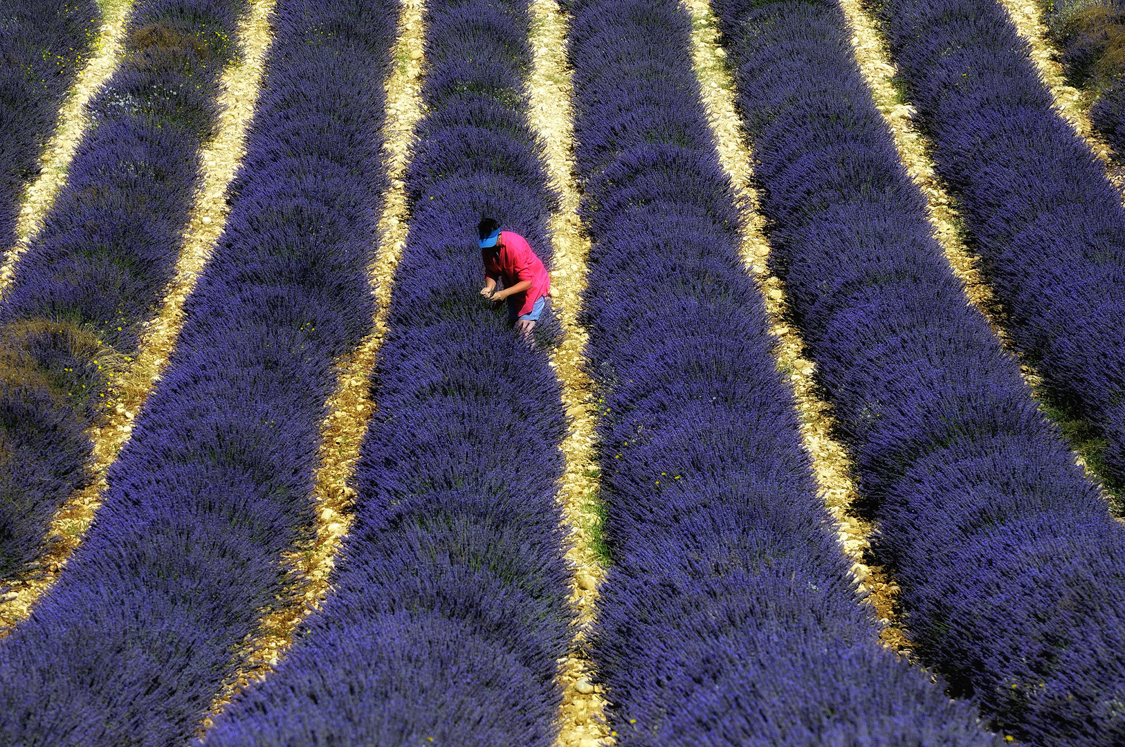 Im Lavendel VI