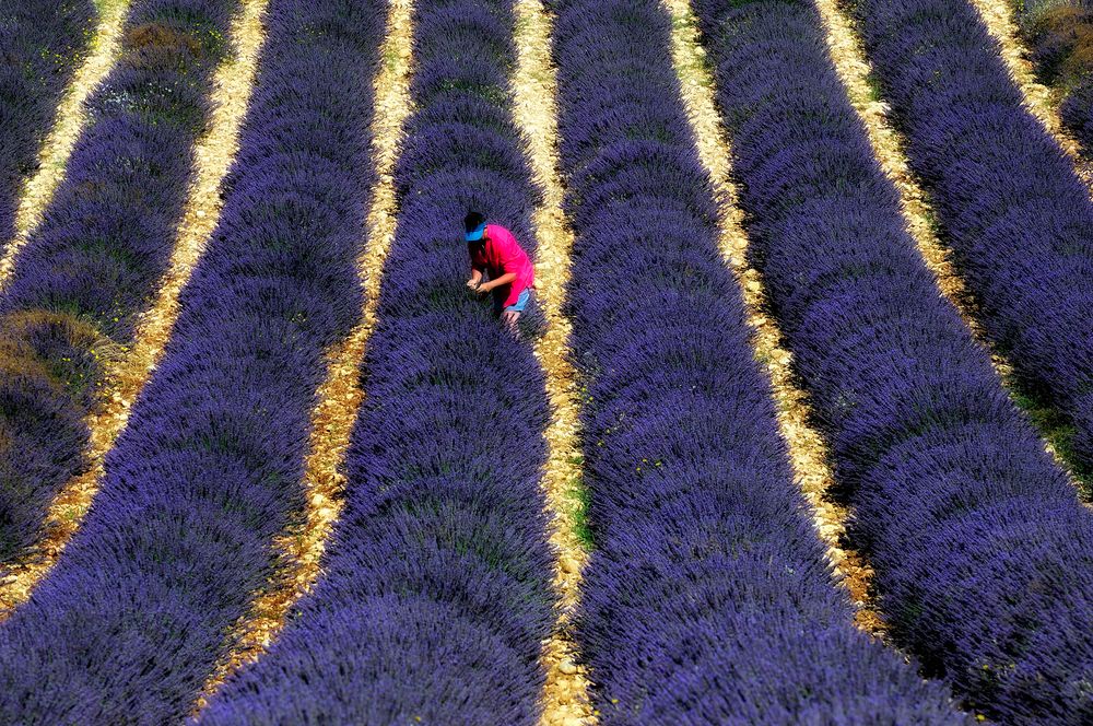 Im Lavendel VI