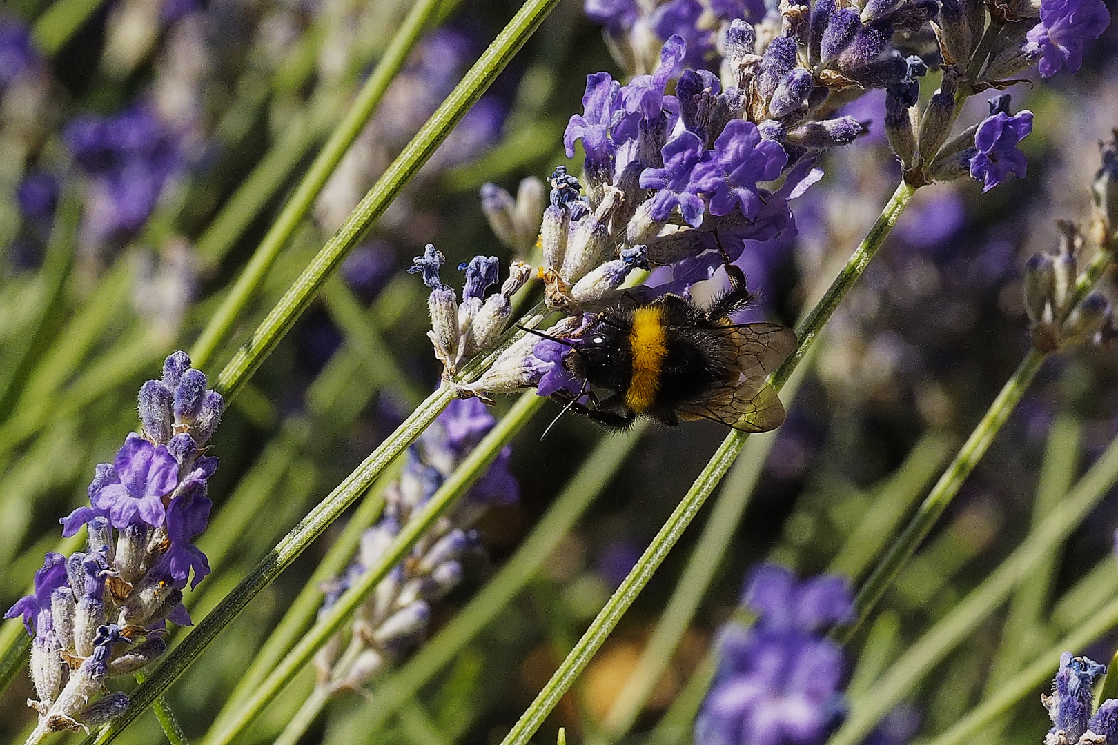 Im Lavendelwald ist die Hummel (Bombus) los!