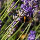 Im Lavendelwald ist die Hummel (Bombus) los!