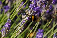 Im Lavendelwald ist die Hummel (Bombus) los!