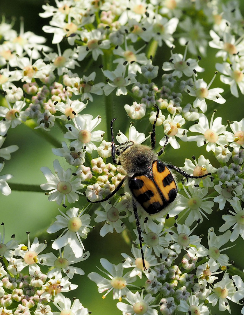 Im Lecker Land..... Pinselkäferlein....