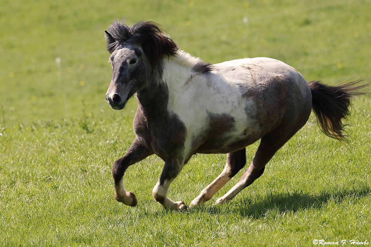 Im leichten Galopp über die Wiese