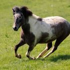 Im leichten Galopp über die Wiese