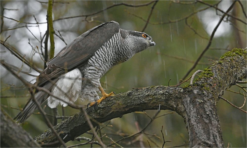 Im leichten Hagelschauer