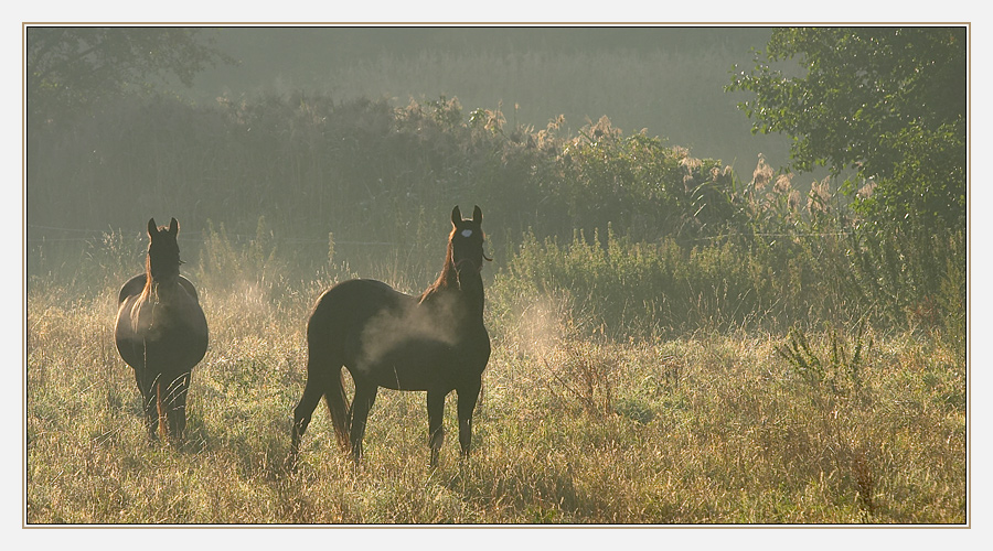 Im leichten Morgennebel