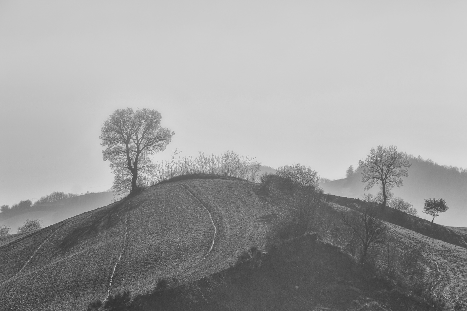 im leichten Nebel