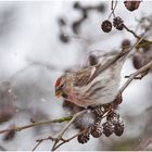  Im leichten Schneetreiben . . . (3)