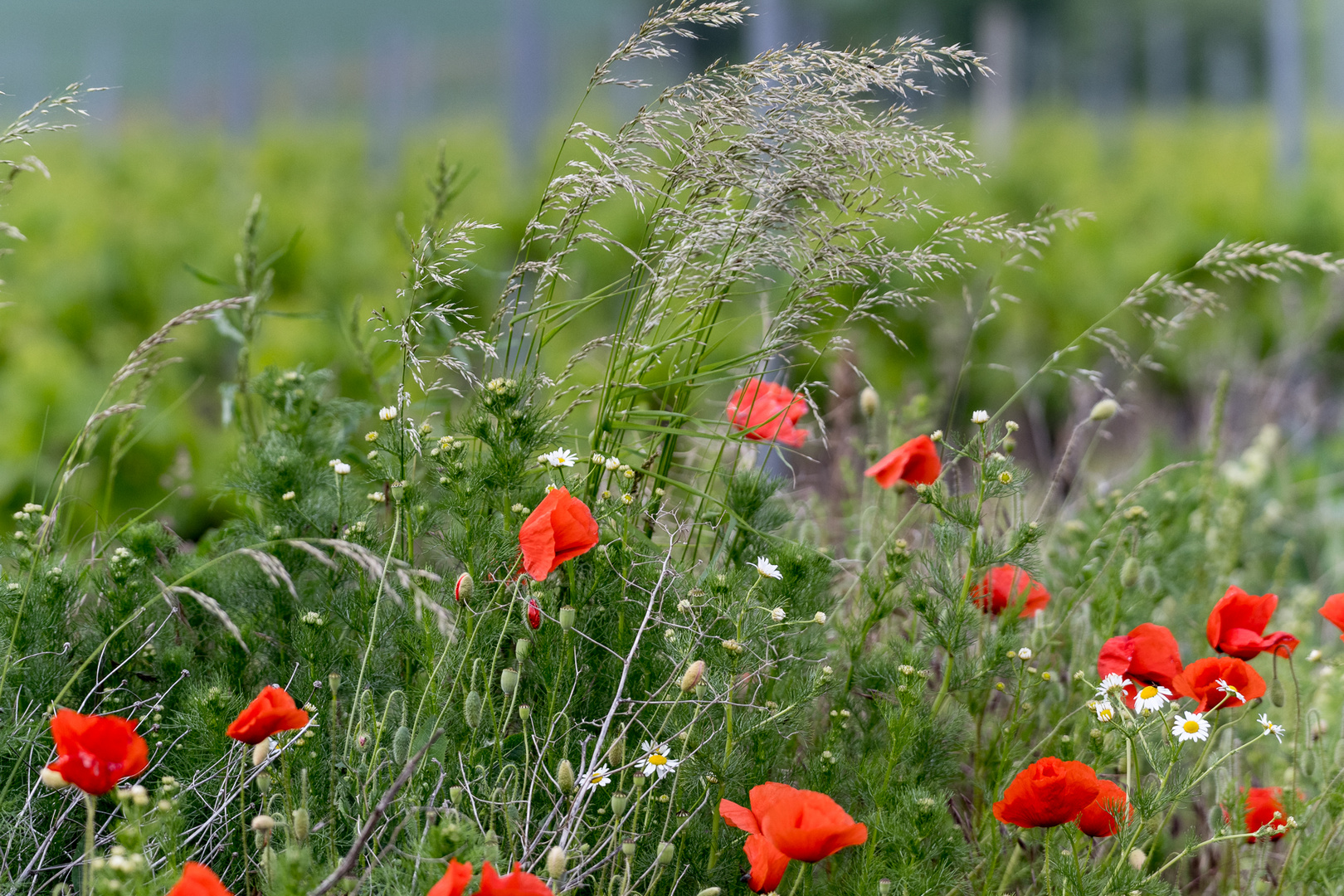 im leichten Wind II