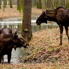 Im Leipziger Wildpark