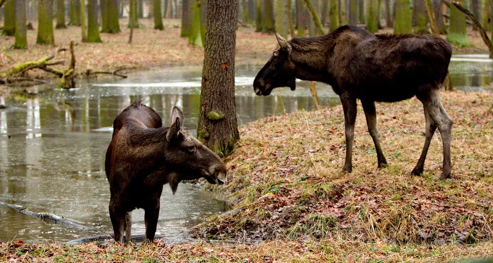 Im Leipziger Wildpark